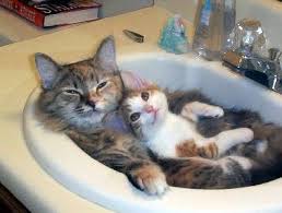 two_cats in sink